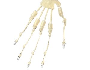 Articulated Fingers